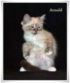 /album/arnold/arnold-12-hetes-006-jpg/